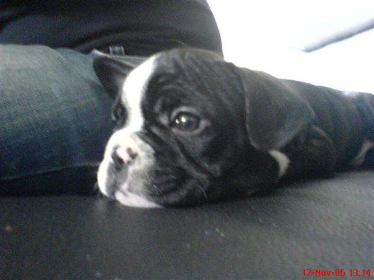 Fransk bulldog Sumo :) - R.I.P :´( - det hårdt og være hvalp ;) billede 12