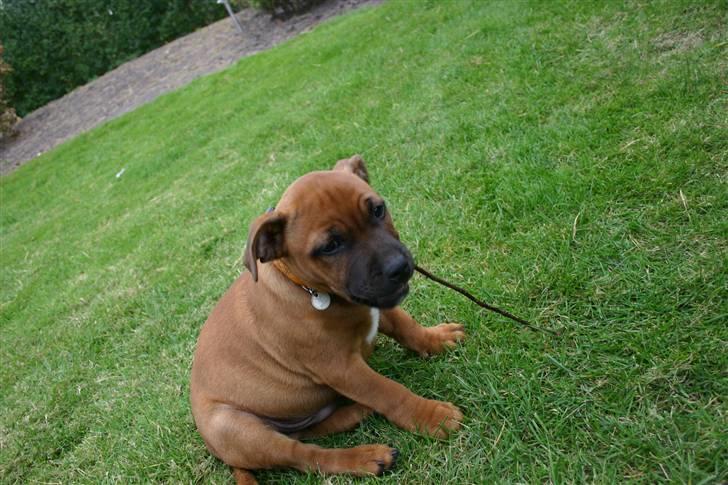 Staffordshire bull terrier Angelic Staff Joey - ca. ½ år gammel og i gang med min ynglings beskæftigelse - tygge tygge tygge :-) billede 4