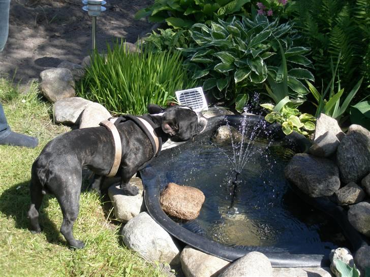 Fransk bulldog Sumo :) - R.I.P :´( billede 13