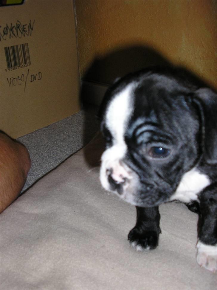 Fransk bulldog Sumo :) - R.I.P :´( billede 14