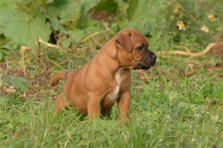Staffordshire bull terrier Angelic Staff Joey - Helt ny og lækker :-) billede 6