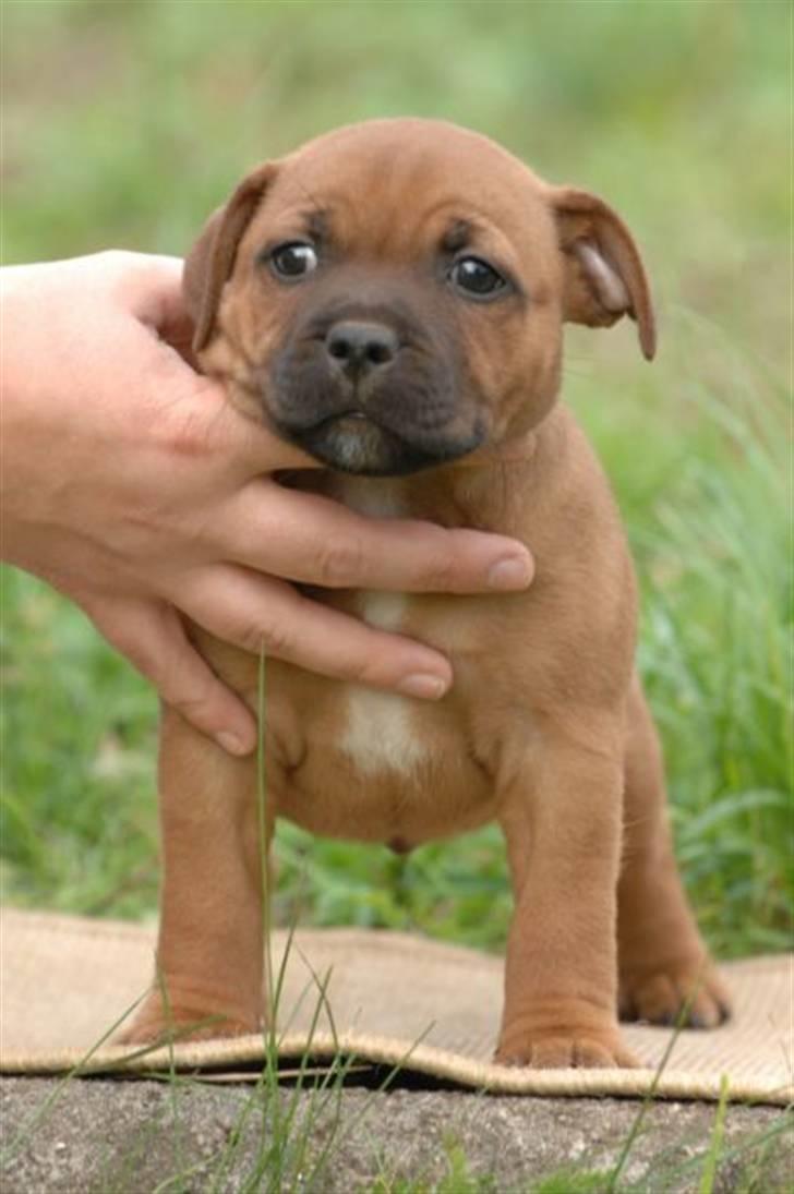 Staffordshire bull terrier Angelic Staff Joey - Mig som lille :-) billede 7