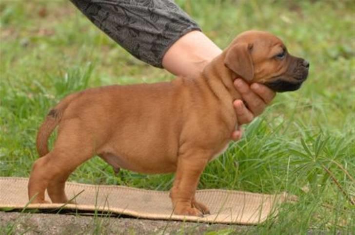 Staffordshire bull terrier Angelic Staff Joey - Se min dellede fine krop :-) billede 8