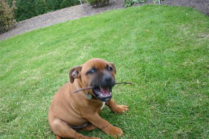 Staffordshire bull terrier Angelic Staff Joey - Tyge tygge...Kan blive ved i timevis billede 9