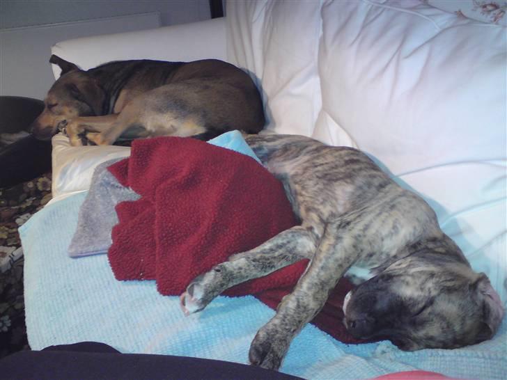 Blanding af racer Csibész - NYT!! lillemanden og mor  fylder hele sofaen  hmm billede 9