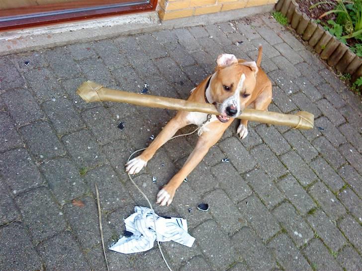 Amerikansk staffordshire terrier Tiesto - 1 år gammel i min nye have c",) billede 16