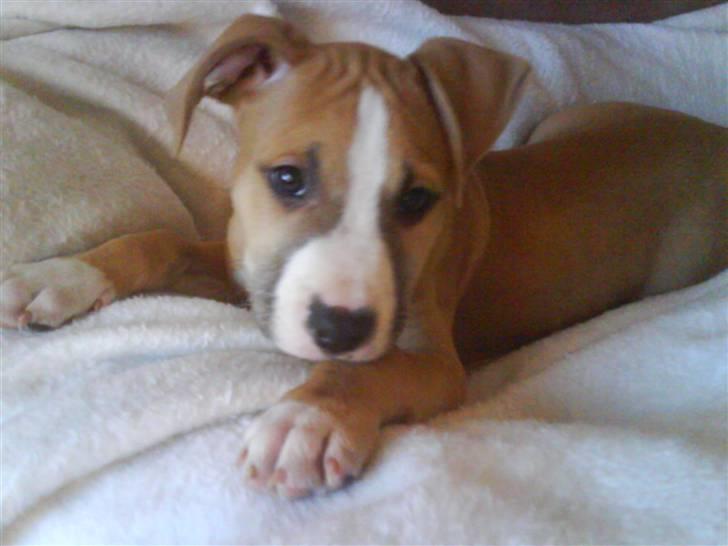 Amerikansk staffordshire terrier Tiesto - Baby billed billede 17