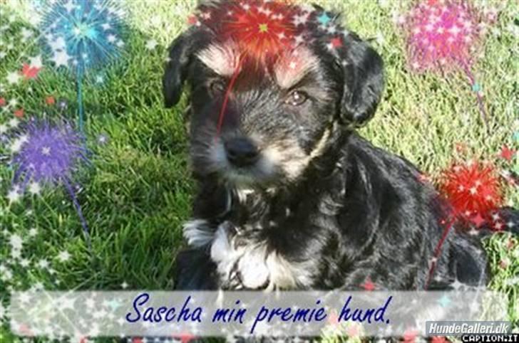 Løwchen Sascha - velkommen til min profil. håber at du nyder kikket. smil(: billede 1