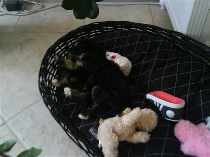 Løwchen Sascha - sascha der er helt udmattet efter vi hentede hende. billede 2