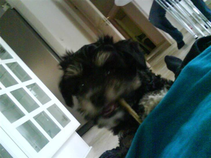 Løwchen Sascha - sascha tror altid at hun kan spise ben og lege samme tid. såé.. vi prøver(: billede 10