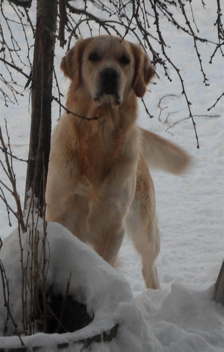 Golden retriever Golden Oggy Jazmin - Velkommen til Jazmin´s profil <3 billede 1