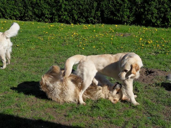 Golden retriever Golden Oggy Jazmin billede 2