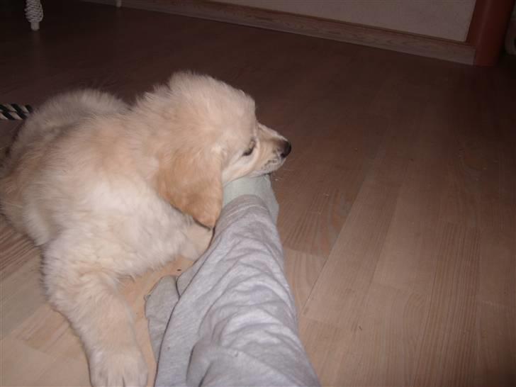 Golden retriever Golden Oggy Jazmin billede 3