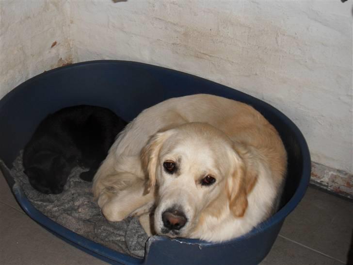 Golden retriever Golden Oggy Jazmin billede 4