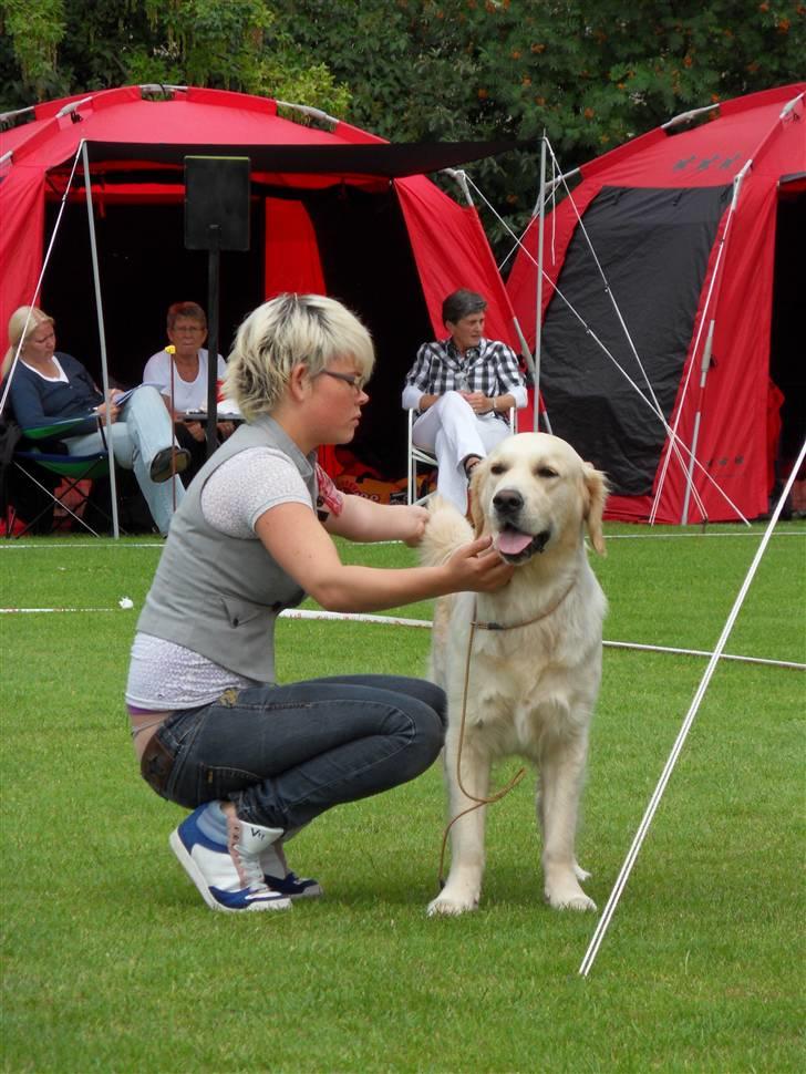 Golden retriever Golden Oggy Jazmin billede 5