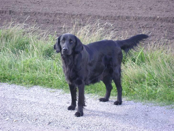 Flat coated retriever Aida  - Aida dybt optaget af hestene billede 1