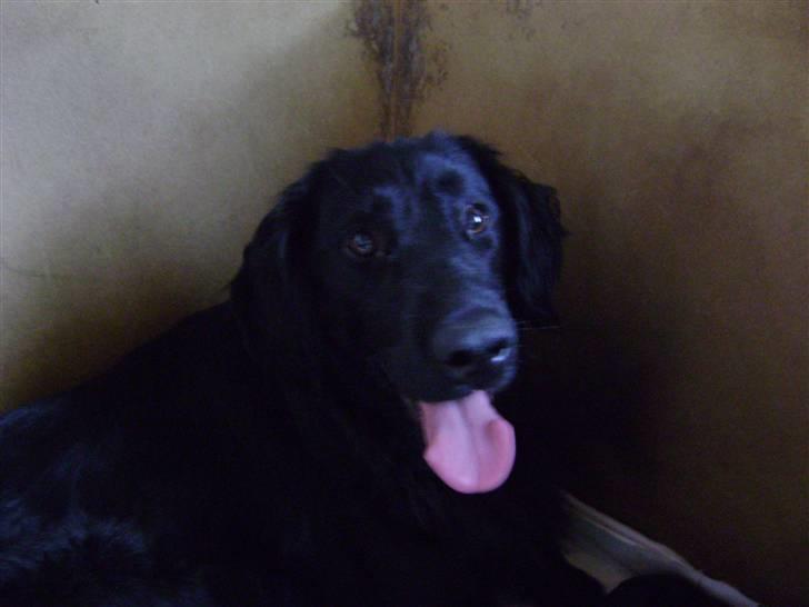 Flat coated retriever Aida  - Aida  billede 2