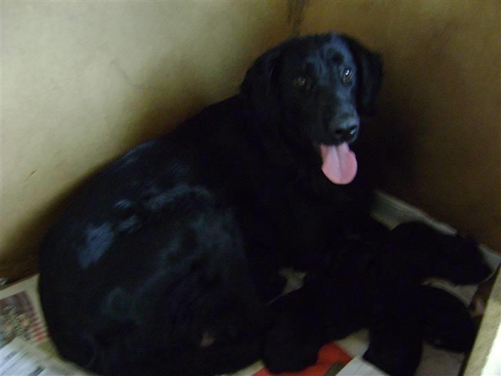 Flat coated retriever Aida  - Aida Lige efter hun havde født  billede 3
