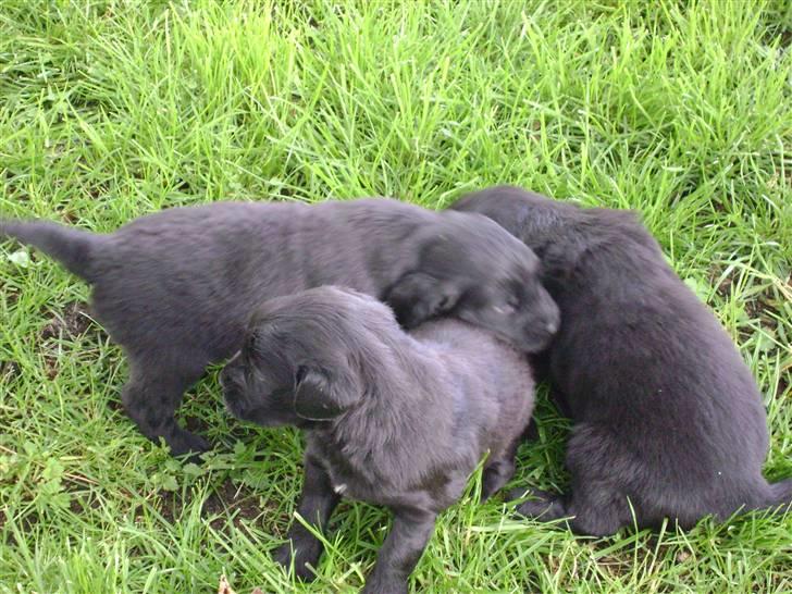 Flat coated retriever Aida  - Aida´s hundehvalpe  efterår 2008 billede 4