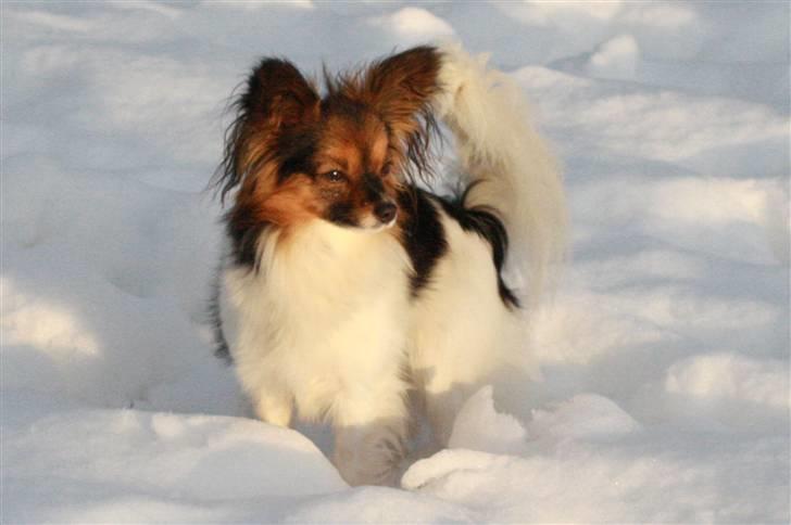 Papillon Molly´s Mille billede 19