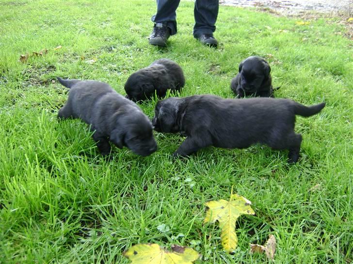 Flat coated retriever Aida  - Aia´s hundehvalpe . efterår 2008 billede 5