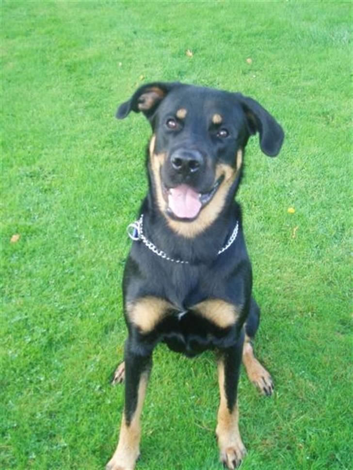 Blanding af racer Enzo billede 14