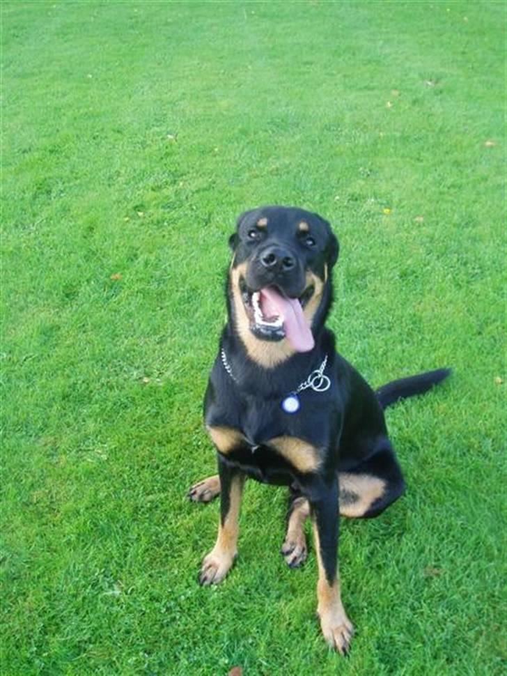 Blanding af racer Enzo billede 15