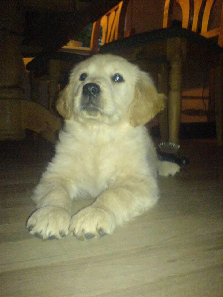 Golden retriever Jackie *Død* R.I.P billede 1