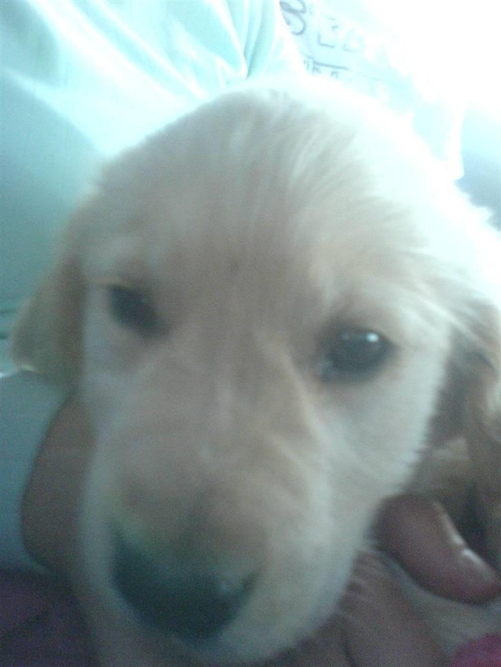 Golden retriever Jackie *Død* R.I.P billede 2