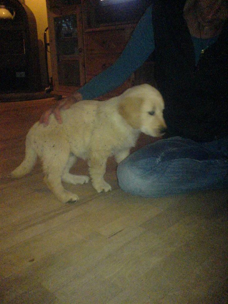 Golden retriever Jackie *Død* R.I.P billede 3
