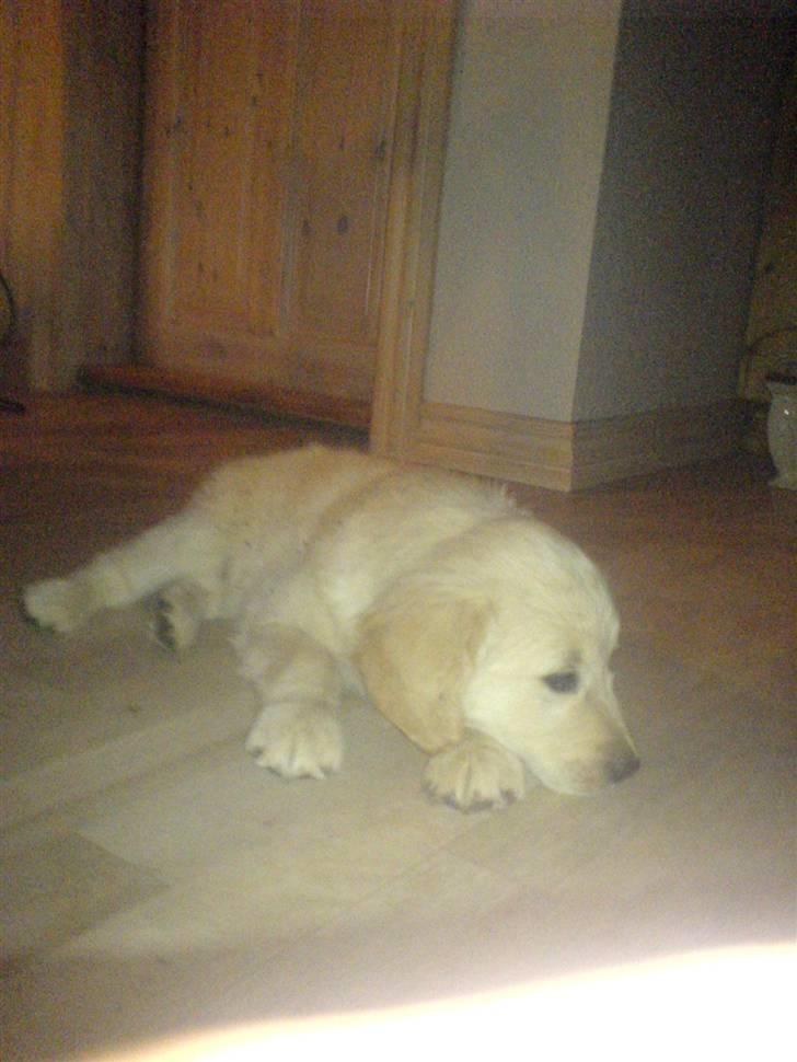 Golden retriever Jackie *Død* R.I.P billede 4