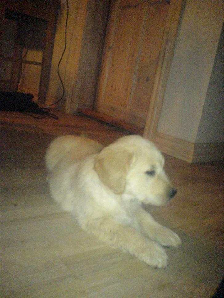 Golden retriever Jackie *Død* R.I.P billede 5