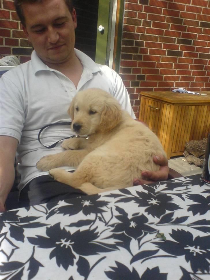 Golden retriever Jackie *Død* R.I.P billede 6