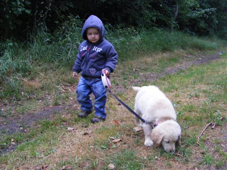 Golden retriever Jackie *Død* R.I.P billede 9