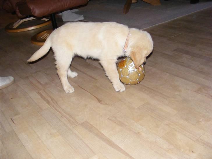 Golden retriever Jackie *Død* R.I.P billede 11