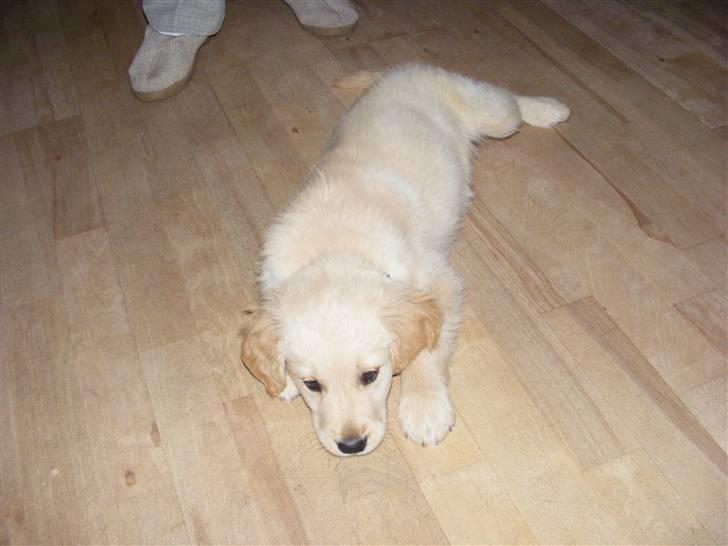 Golden retriever Jackie *Død* R.I.P billede 12