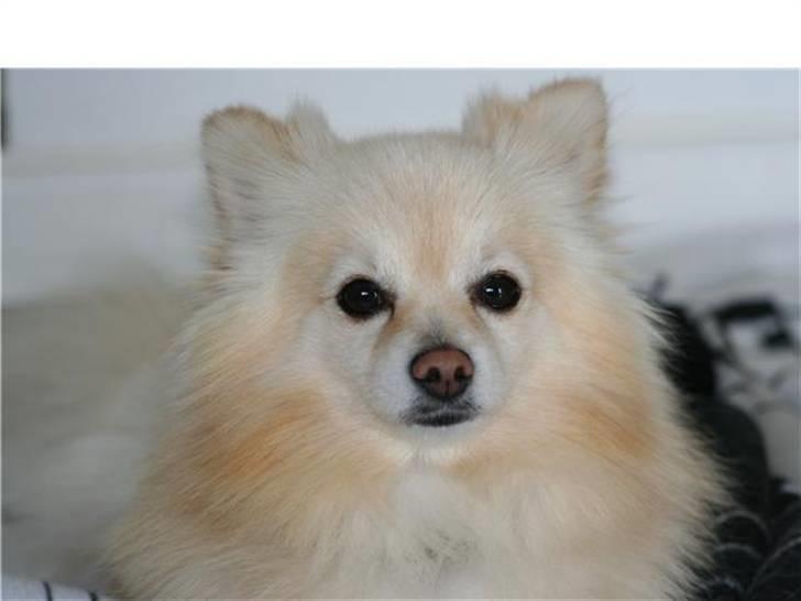 Pomeranian Calle - Danmarks kærste hund. billede 1