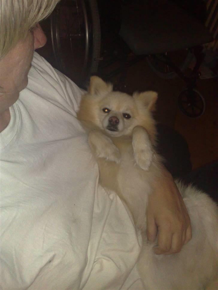 Pomeranian Calle - Så hygger vi så det osser. billede 2