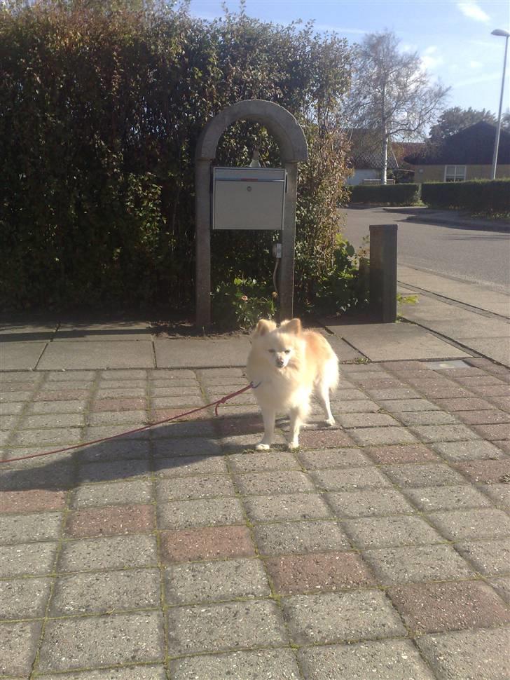 Pomeranian Calle - Dejligt med lidt solskind. billede 3