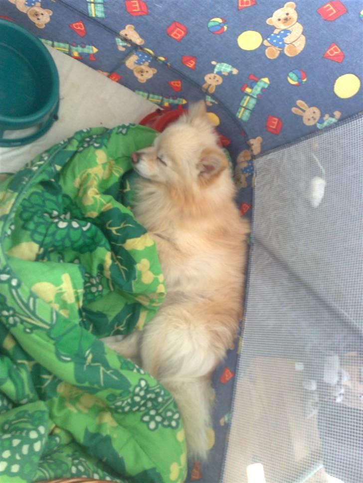 Pomeranian Calle - Det er hårdt og være lille hund. billede 4