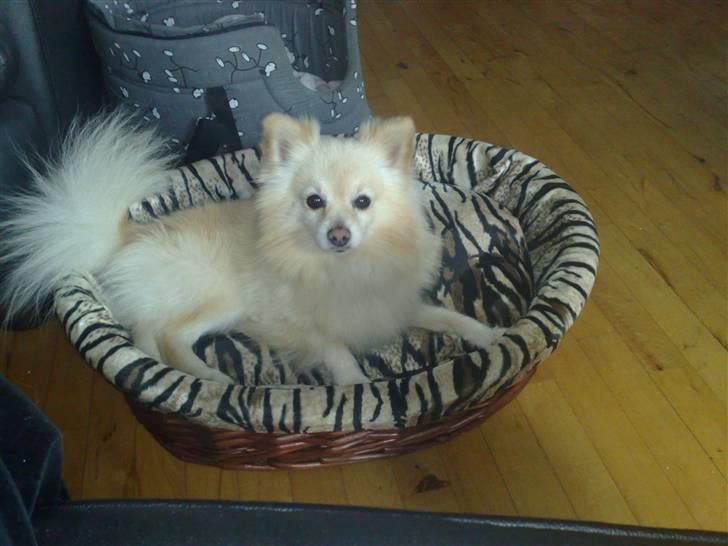 Pomeranian Calle - Jeg elsker min nye seng. billede 5