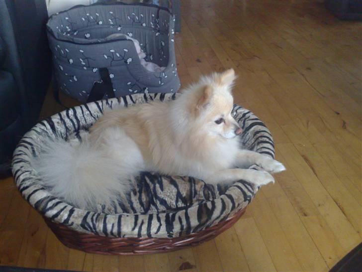 Pomeranian Calle - Hov kommer der nogle ?? billede 6