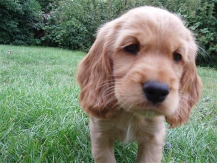 Cocker spaniel Dutten billede 1