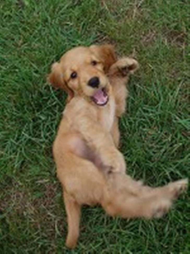 Cocker spaniel Dutten billede 2