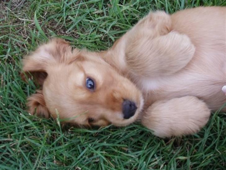 Cocker spaniel Dutten billede 4