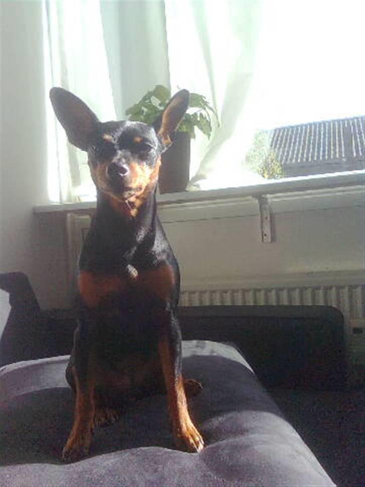 Dvaergpinscher Diva - Dronninge Diva :) Navnet siger ikke så lidt :) billede 15