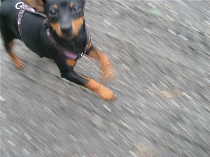 Dvaergpinscher Diva - Diva løber stærkt :) 18 uger billede 16