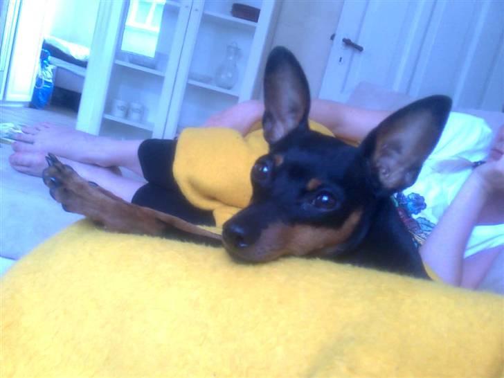 Dvaergpinscher Diva - Diva slanger sig i tæppet :) Diva 1 år billede 17