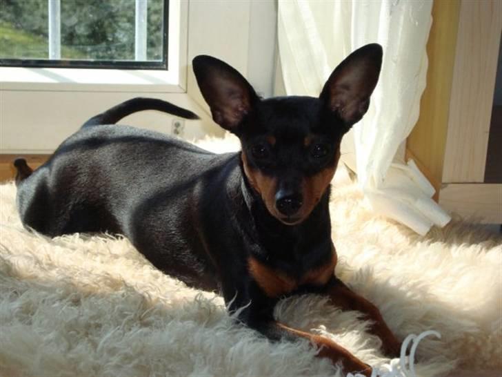 Dvaergpinscher Diva - Smukke Diva slanger sig på lammeskindet :) billede 18