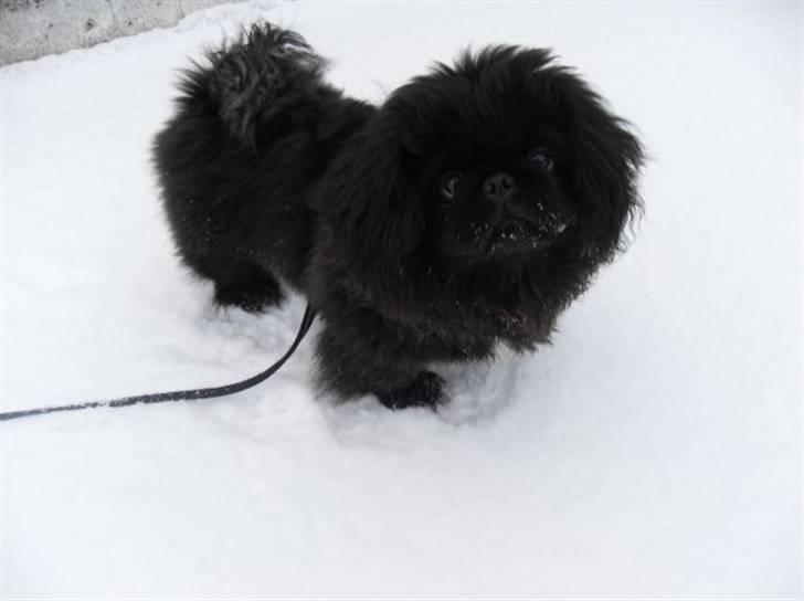 Pekingeser Muggi - Elsker min Muggi over alt.... billede 1